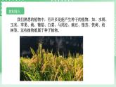 【核心素养】浙教版科学七年级上册 2.2《形形色色的植物》（第2课时）课件+教案+学案+素材