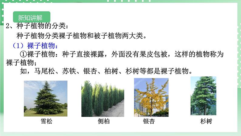 【核心素养】浙教版科学七年级上册 2.2《形形色色的植物》（第2课时）课件+教案+学案+素材07