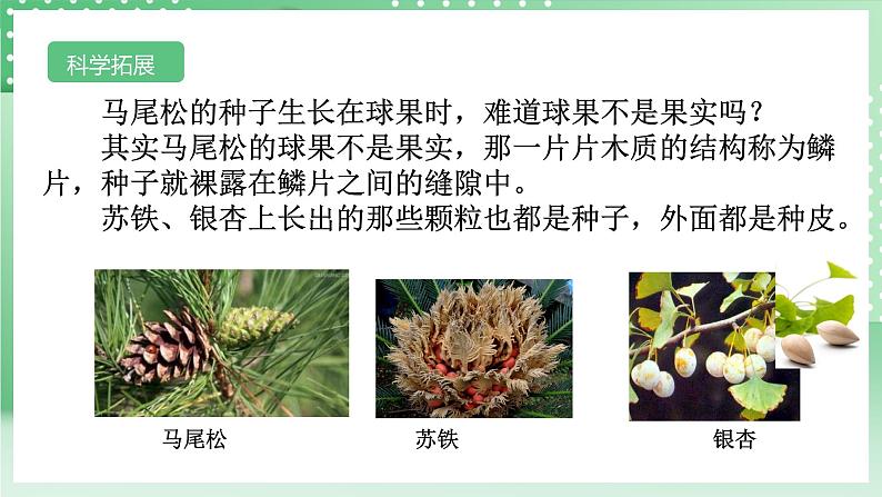 【核心素养】浙教版科学七年级上册 2.2《形形色色的植物》（第2课时）课件+教案+学案+素材08