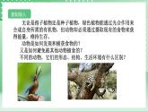 【核心素养】浙教版科学七年级上册 2.3《多姿多彩的动物》（第1课时）课件+教案+学案+素材