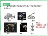 【核心素养】浙教版科学七年级上册 2.3《多姿多彩的动物》（第2课时）课件+教案+学案+素材