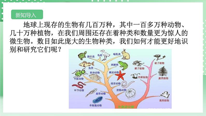 【核心素养】浙教版科学七年级上册 2.4《生物的分类》课件+教案+学案+素材04