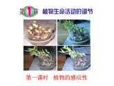 浙教版初中科学8上第1节 植物生命活动的调节 课件