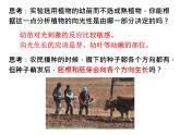 浙教版初中科学8上第1节 植物生命活动的调节 课件