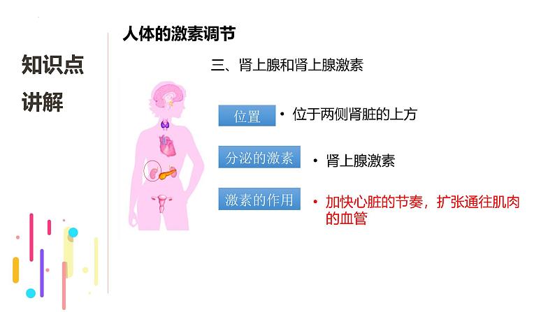 浙教版初中科学8上3.2 人体的激素调节 课件07