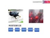 浙教版初中科学8上3.3 神经调节 课件