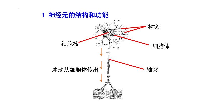 浙教版初中科学8上3.3 神经调节 课件07