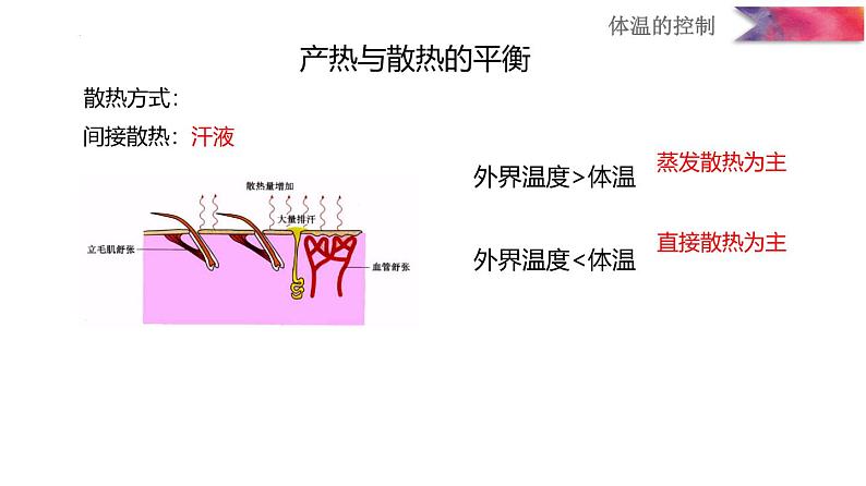 浙教版初中科学8上3.5 体温的控制 课件08