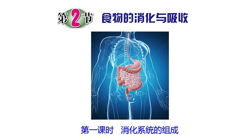 浙教版初中科学9上4.2.1食物的消化与吸收 课件01