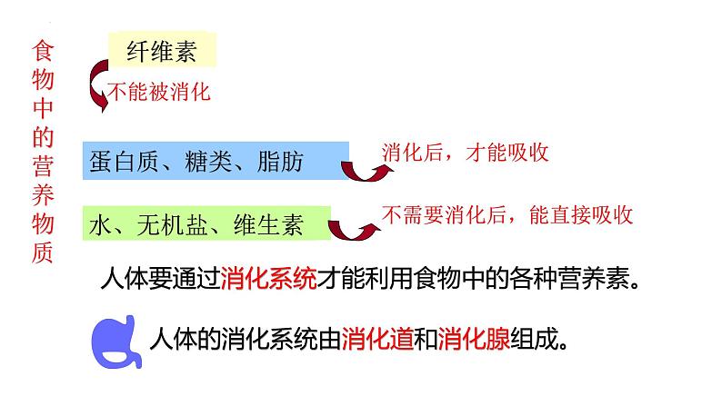 浙教版初中科学9上4.2.1食物的消化与吸收 课件03