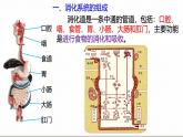 浙教版初中科学9上4.2.1食物的消化与吸收 课件