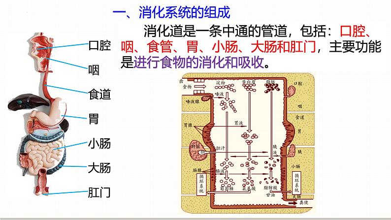 浙教版初中科学9上4.2.1食物的消化与吸收 课件04