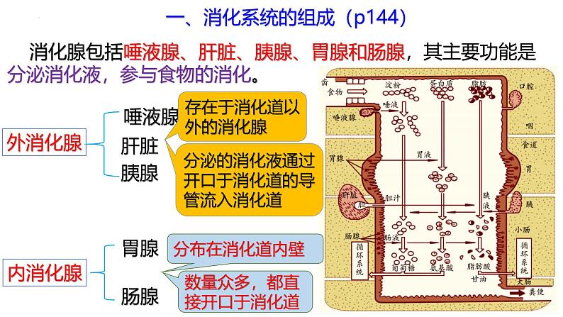 浙教版初中科学9上4.2.1食物的消化与吸收 课件05