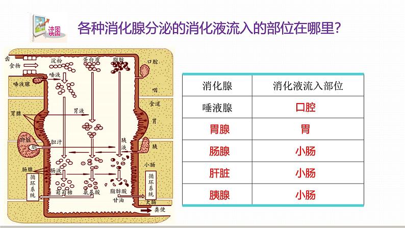 浙教版初中科学9上4.2.1食物的消化与吸收 课件06