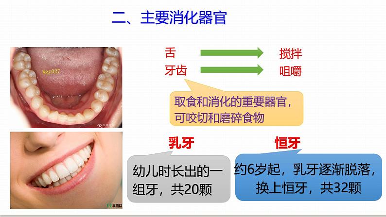 浙教版初中科学9上4.2.1食物的消化与吸收 课件07