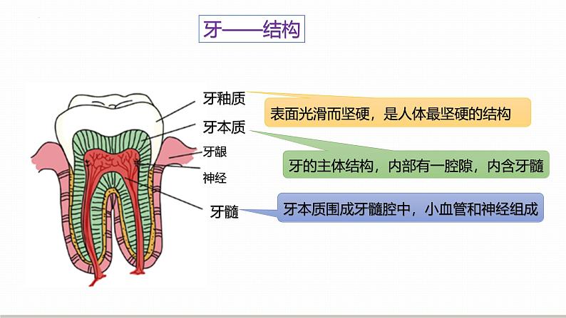 浙教版初中科学9上4.2.1食物的消化与吸收 课件08