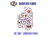 浙教版初中科学9上4.2.2 食物的消化与吸收 课件