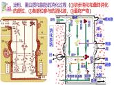 浙教版初中科学9上4.2.2 食物的消化与吸收 课件