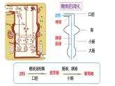 浙教版初中科学9上4.2.2 食物的消化与吸收 课件