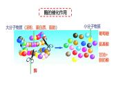 浙教版初中科学9上4.2.3 食物的消化与吸收 课件