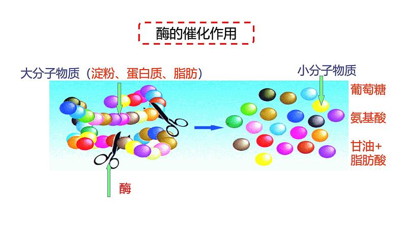 浙教版初中科学9上4.2.3 食物的消化与吸收 课件04