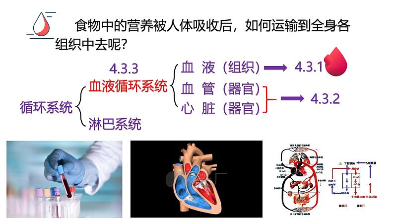 浙教版初中科学9上4.3.1 体内物质的运输 课件02