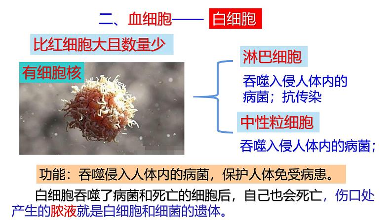 浙教版初中科学9上4.3.1 体内物质的运输 课件08