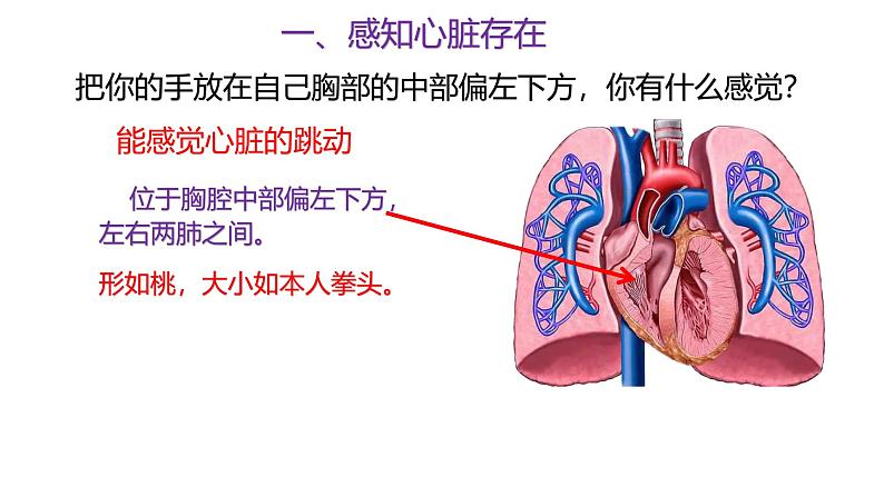 浙教版初中科学9上4.3.2 体内物质的运输 课件02