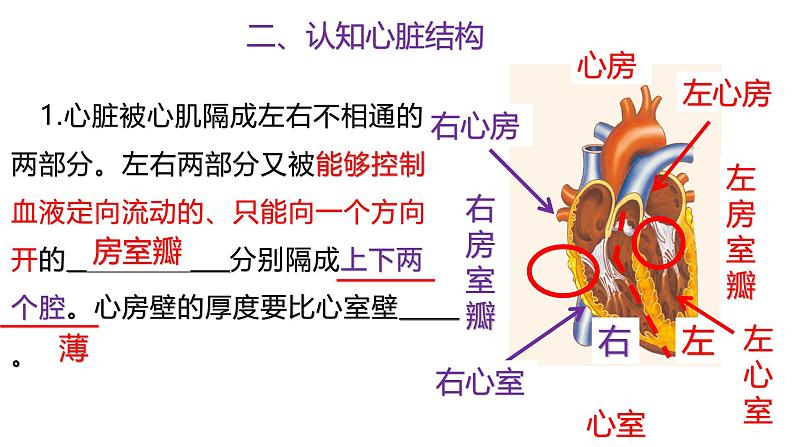 浙教版初中科学9上4.3.2 体内物质的运输 课件03