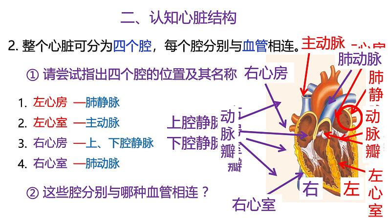 浙教版初中科学9上4.3.2 体内物质的运输 课件04