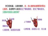 浙教版初中科学9上4.3.3 体内物质的运输 课件