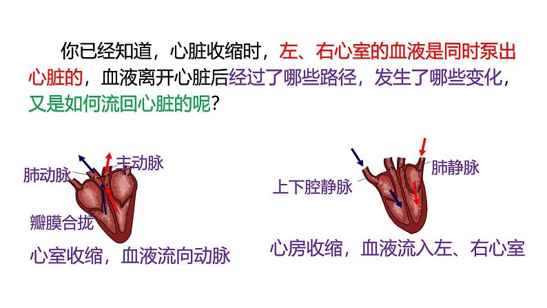 浙教版初中科学9上4.3.3 体内物质的运输 课件02