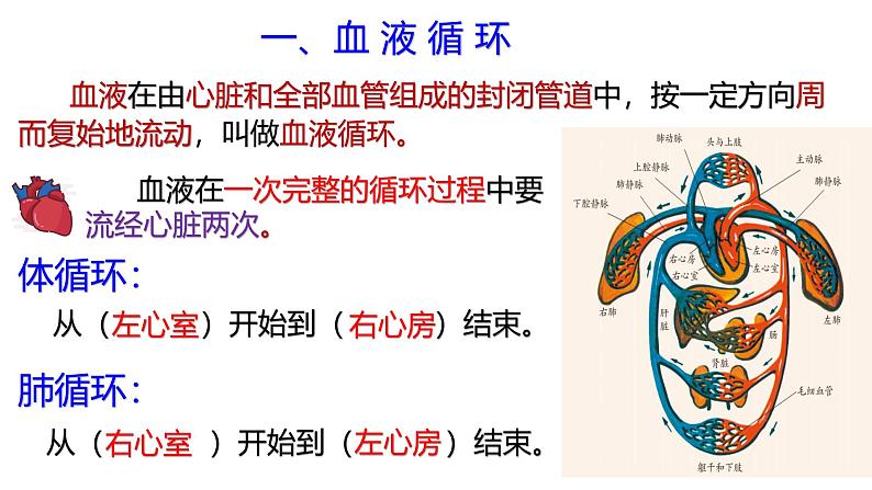 浙教版初中科学9上4.3.3 体内物质的运输 课件03