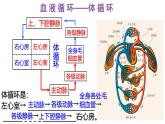 浙教版初中科学9上4.3.3 体内物质的运输 课件