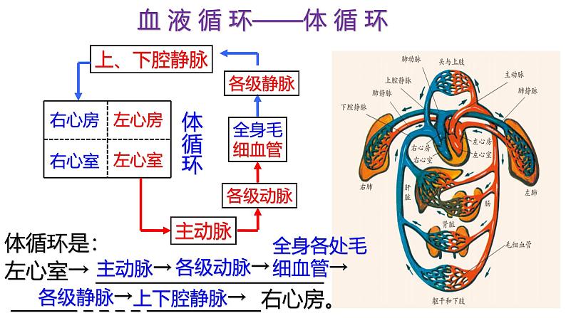 浙教版初中科学9上4.3.3 体内物质的运输 课件04