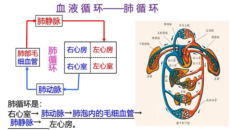 浙教版初中科学9上4.3.3 体内物质的运输 课件05