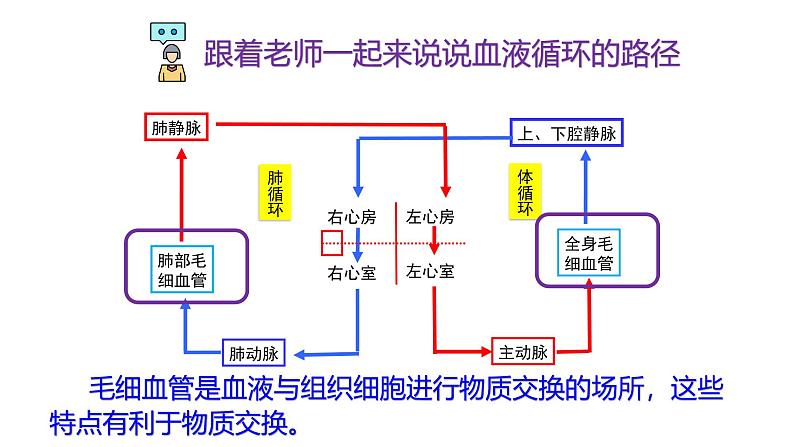 浙教版初中科学9上4.3.3 体内物质的运输 课件07