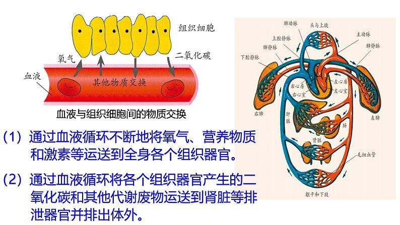 浙教版初中科学9上4.3.3 体内物质的运输 课件08