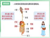 【新课标】浙教版科学九上第2节 《食物的消化与吸收》（第1课时）课件+练习