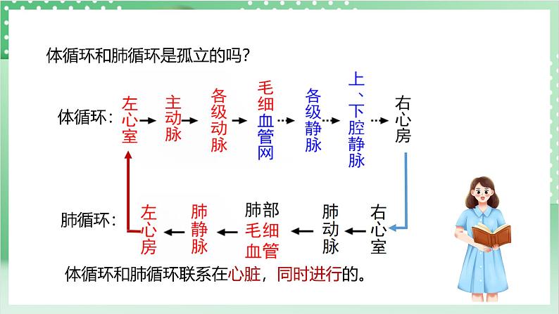 【新课标】浙教版科学九上第3节《 体内物质的运输》（第3课时）课件+练习05