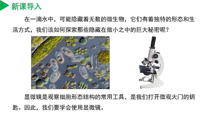 （ 浙教版2024）七年级科学上册2.1 生物体的基本单位（第2课时） 课件+教案+导学案+同步作业04