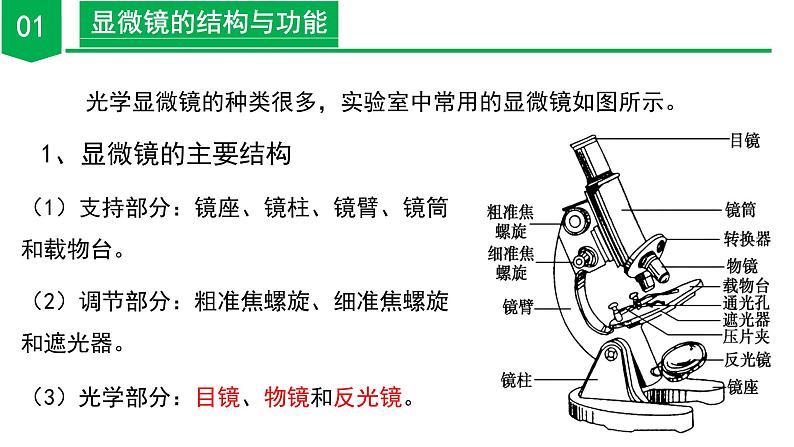 （ 浙教版2024）七年级科学上册2.1 生物体的基本单位（第2课时） 课件+教案+导学案+同步作业06