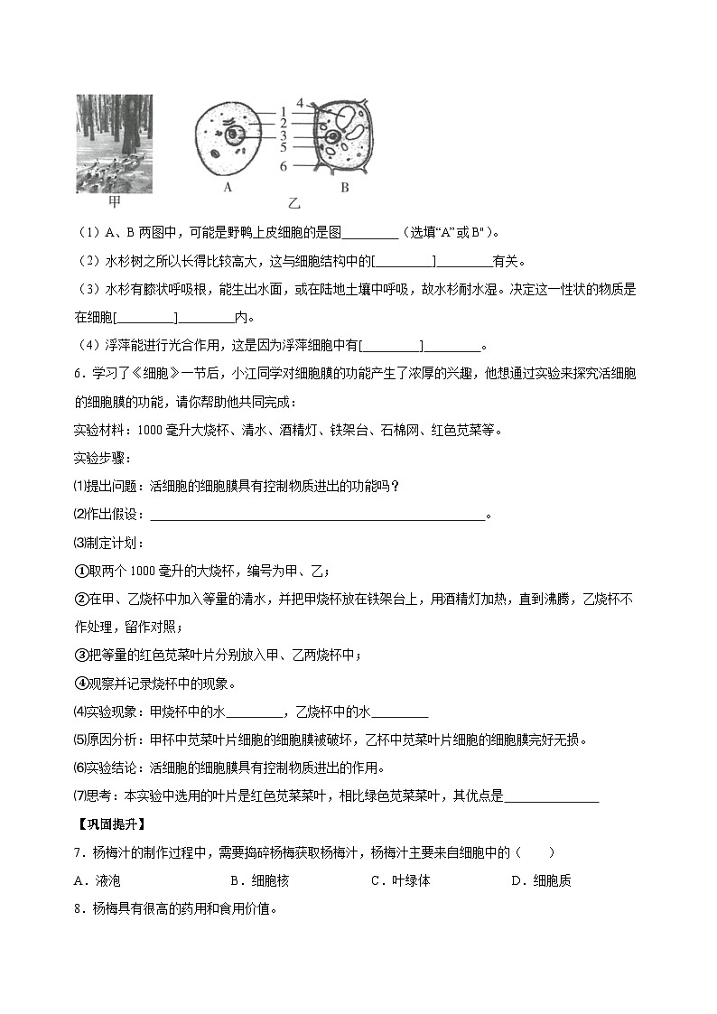 （ 浙教版2024）七年级科学上册2.1 生物体的基本单位（第4课时） 课件+教案+导学案+同步作业02