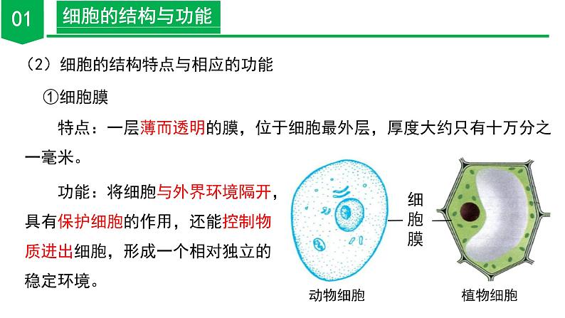 （ 浙教版2024）七年级科学上册2.1 生物体的基本单位（第4课时） 课件+教案+导学案+同步作业08