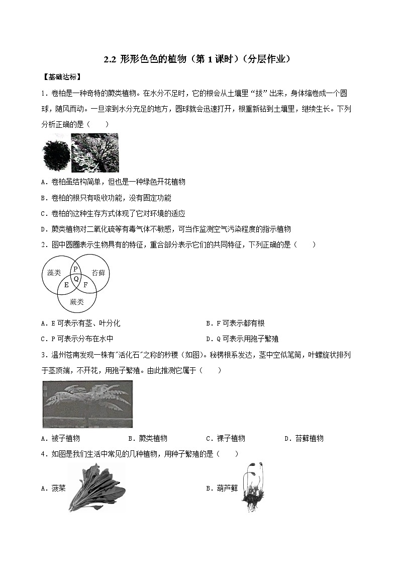 （ 浙教版2024）七年级科学上册2.2 形形色色的植物（第1课时） 课件+教案+导学案+同步作业01