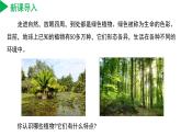 （ 浙教版2024）七年级科学上册2.2 形形色色的植物（第1课时） 课件+教案+导学案+同步作业