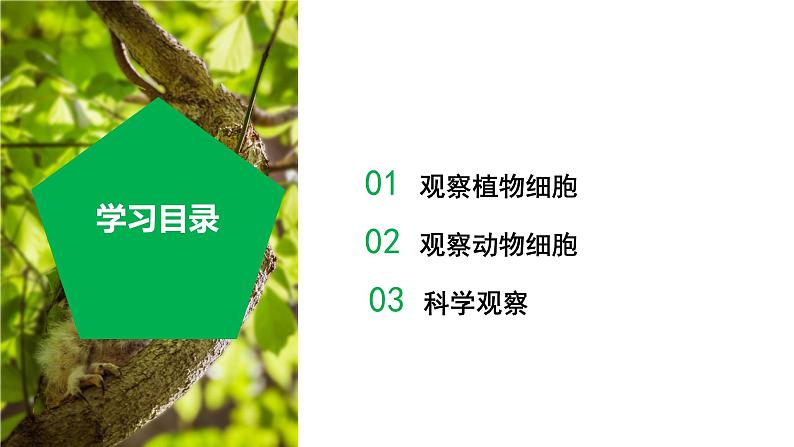 【核心素养】浙教版科学七年级上册 2.1 生物体的基本单位（第3课时）（教学课件+同步教案+同步练习）02