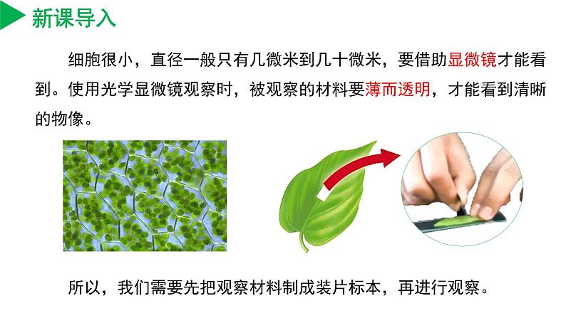 【核心素养】浙教版科学七年级上册 2.1 生物体的基本单位（第3课时）（教学课件+同步教案+同步练习）04