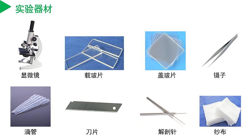 【核心素养】浙教版科学七年级上册 2.1 生物体的基本单位（第3课时）（教学课件+同步教案+同步练习）05