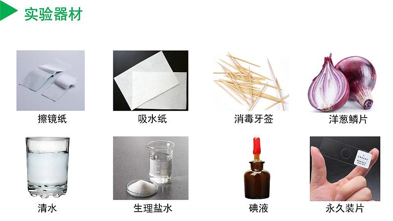 【核心素养】浙教版科学七年级上册 2.1 生物体的基本单位（第3课时）（教学课件+同步教案+同步练习）06